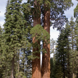 Sequoia & Kings Canyon